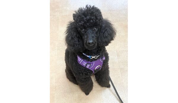 犬のしつけ教室・出張レッスン・無駄吠えの矯正レッスンを行うドッグスクールヴィッセの新入生です。～2月8日～