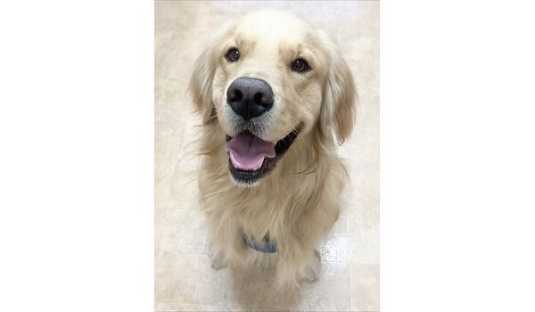 犬のしつけ教室・出張レッスン・無駄吠えの矯正レッスンを行うドッグスクールヴィッセの新入生です。  ～2月15日～