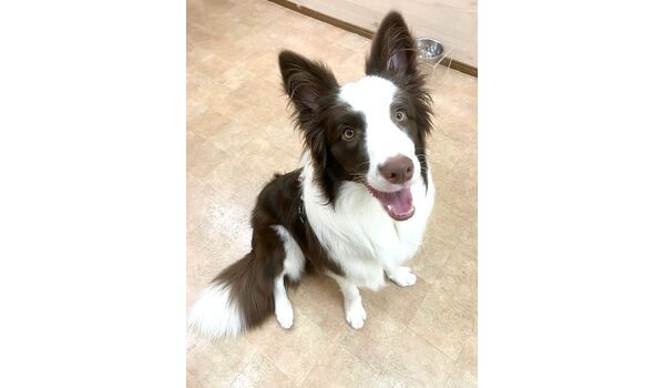犬のしつけ教室・出張レッスン・無駄吠えの矯正レッスンを行うドッグスクールヴィッセの新入生です。 　～2月19日～