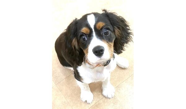 犬のしつけ教室・出張レッスン・無駄吠えの矯正レッスンを行うドッグスクールヴィッセの新入生です。 　～2月20日～