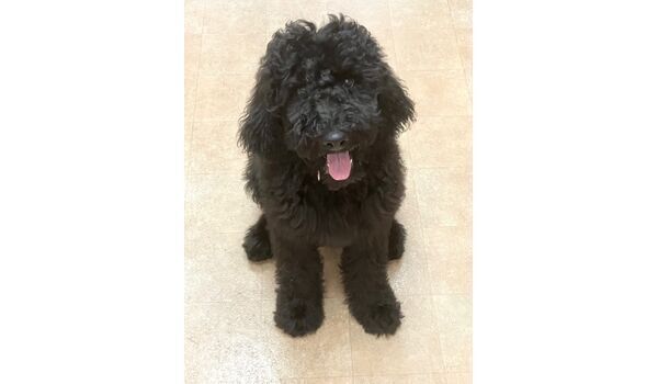 犬のしつけ教室・出張レッスン・無駄吠えの矯正レッスンを行うドッグスクールヴィッセの新入生です。 　～2月21日～