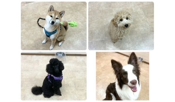 犬のしつけ教室・出張レッスン・無駄吠えの矯正レッスンを行うドッグスクールヴィッセの今日のわん子達です。～2月25日～