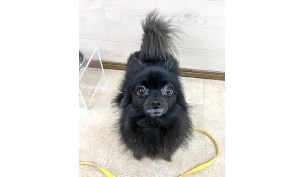 犬のしつけ教室・出張レッスン・無駄吠えの矯正レッスンを行うドッグスクールヴィッセの新入生です。 　～3月1日～