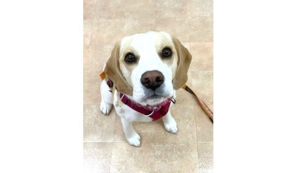 犬のしつけ教室・出張レッスン・無駄吠えの矯正レッスンを行うドッグスクールヴィッセの新入生です。　～3月11日～