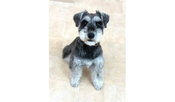 犬のしつけ教室・出張レッスン・無駄吠えの矯正レッスンを行うドッグスクールヴィッセの今日のわん子達。～3月18日～