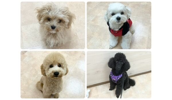 犬のしつけ教室・出張レッスン・無駄吠えの矯正レッスンを行うドッグスクールヴィッセの今日のわん子達。～3月23日～