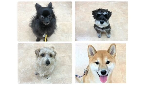 犬のしつけ教室・出張レッスン・無駄吠えの矯正レッスンを行うドッグスクールヴィッセの今日のわん子達。～3月24日～