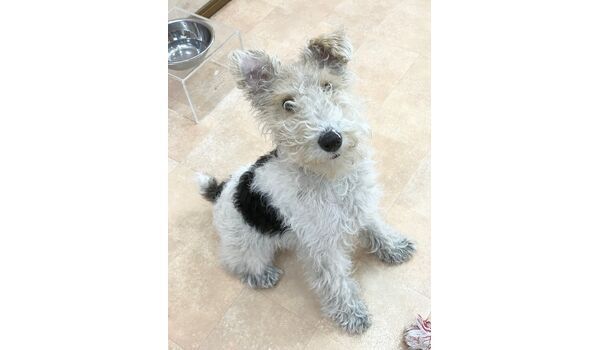 犬のしつけ教室・出張レッスン・無駄吠えの矯正レッスンを行うドッグスクールヴィッセの新入生です。　　～3月25日～