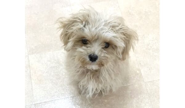 犬のしつけ教室・出張レッスン・無駄吠えの矯正レッスンを行うドッグスクールヴィッセの新入生です。　　～3月26日～
