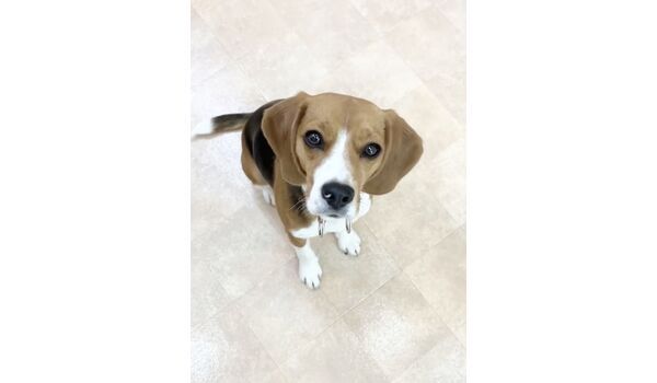 犬のしつけ教室・出張レッスン・無駄吠えの矯正レッスンを行うドッグスクールヴィッセの新入生です。　　～5月4日～