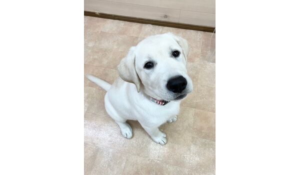 犬のしつけ教室・出張レッスン・無駄吠えの矯正レッスンを行うドッグスクールヴィッセの新入生です。　　～5月13日～