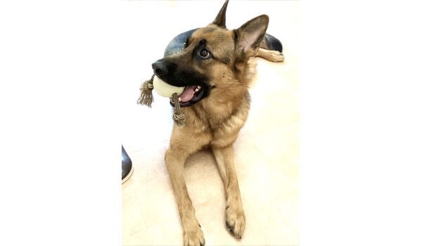犬のしつけ教室・出張レッスン・無駄吠えの矯正レッスンを行うドッグスクールヴィッセの新入生です。　　～5月15日～