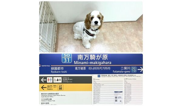 犬のしつけ教室・出張レッスン・無駄吠えの矯正レッスンを行うドッグスクールヴィッセの今日のわん子達。～5月16日～