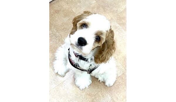 犬のしつけ教室・出張レッスン・無駄吠えの矯正レッスンを行うドッグスクールヴィッセの新入生です。　　～5月20日～