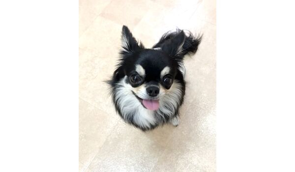 犬のしつけ教室・出張レッスン・無駄吠えの矯正レッスンを行うドッグスクールヴィッセの新入生です。　　～5月21日～