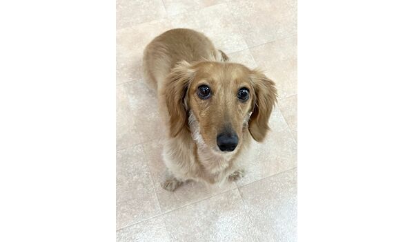 犬のしつけ教室・出張レッスン・無駄吠えの矯正レッスンを行うドッグスクールヴィッセの新入生です。　　～5月27日～