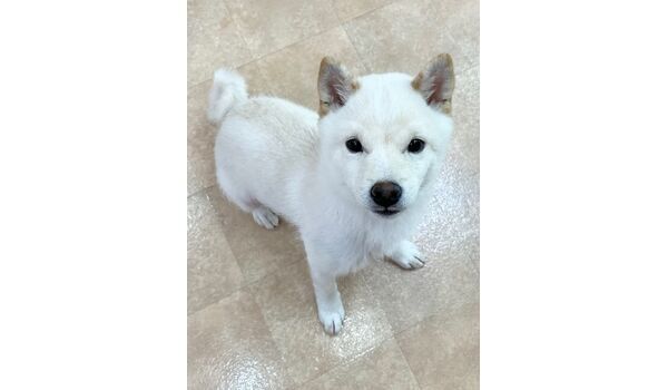 犬のしつけ教室・出張レッスン・無駄吠えの矯正レッスンを行うドッグスクールヴィッセの新入生です。　　～5月28日～