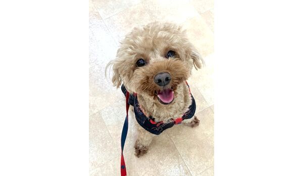 犬のしつけ教室・出張レッスン・無駄吠えの矯正レッスンを行うドッグスクールヴィッセの新入生です。　　6月3日～