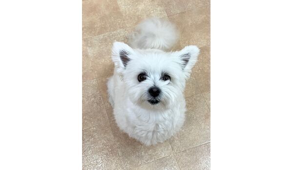 犬のしつけ教室・出張レッスン・無駄吠えの矯正レッスンを行うドッグスクールヴィッセの新入生です。　　～6月4日～
