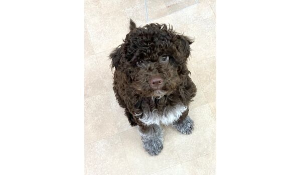 犬のしつけ教室・出張レッスン・無駄吠えの矯正レッスンを行うドッグスクールヴィッセの新入生です。　　～6月10日～