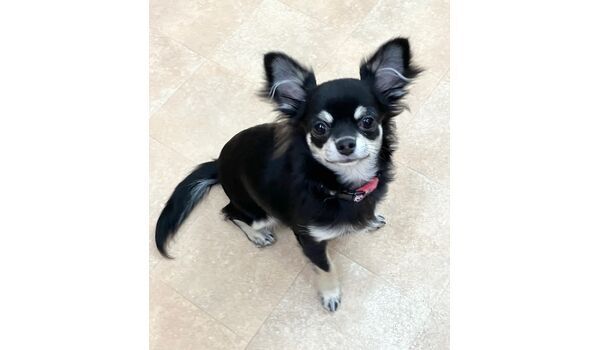 犬のしつけ教室・出張レッスン・無駄吠えの矯正レッスンを行うドッグスクールヴィッセの新入生です。　　～6月11日～