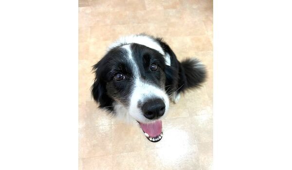 犬のしつけ教室・出張レッスン・無駄吠えの矯正レッスンを行うドッグスクールヴィッセの新入生です。　　～6月18日～