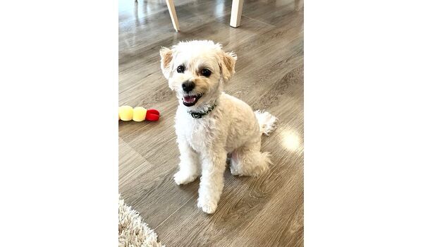 犬のしつけ教室・出張レッスン・無駄吠えの矯正レッスンを行うドッグスクールヴィッセの新入生です。　　～6月24日～