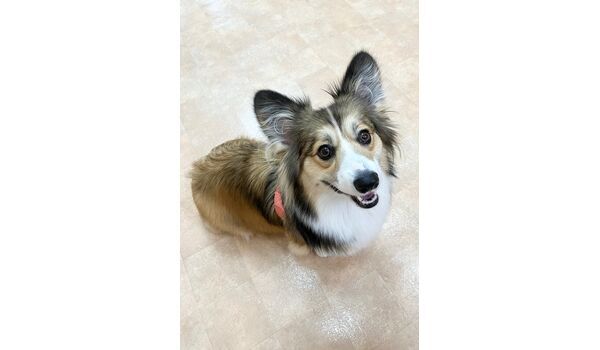 犬のしつけ教室・出張レッスン・無駄吠えの矯正レッスンを行うドッグスクールヴィッセの新入生です。　　～6月29日～