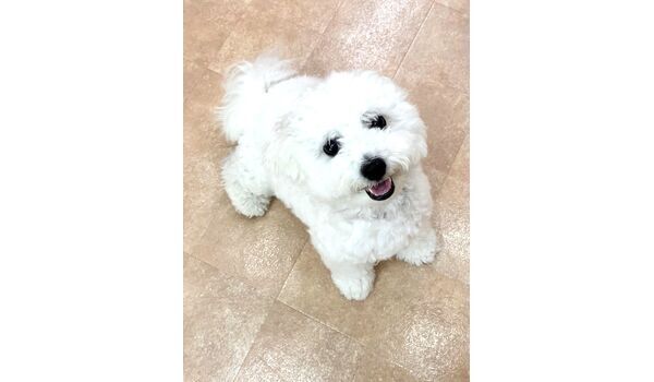犬のしつけ教室・出張レッスン・無駄吠えの矯正レッスンを行うドッグスクールヴィッセの新入生です。　　～6月28日～