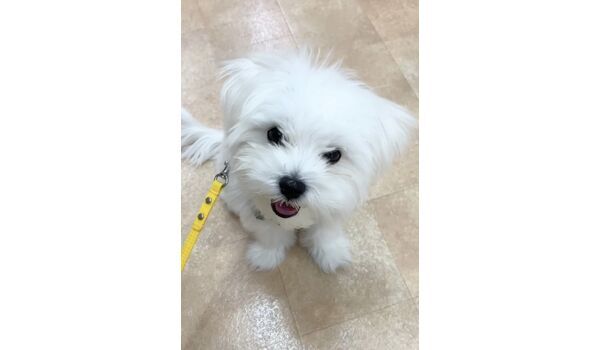 犬のしつけ教室・出張レッスン・無駄吠えの矯正レッスンを行うドッグスクールヴィッセの新入生です。　　～7月2日～
