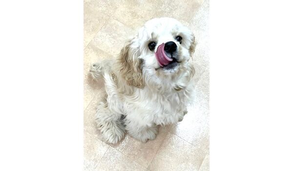 犬のしつけ教室・出張レッスン・無駄吠えの矯正レッスンを行うドッグスクールヴィッセの新入生です。　　～7月15日～