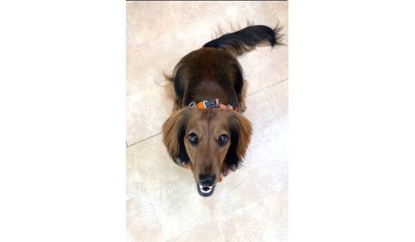 犬のしつけ教室・出張レッスン・無駄吠えの矯正レッスンを行うドッグスクールヴィッセの新入生です。　　7月16日～