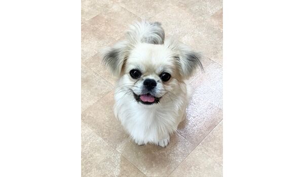 犬のしつけ教室・出張レッスン・無駄吠えの矯正レッスンを行うドッグスクールヴィッセの新入生です。　　7月29日～