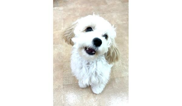 犬のしつけ教室・出張レッスン・無駄吠えの矯正レッスンを行うドッグスクールヴィッセの新入生です。　　～7月30日～