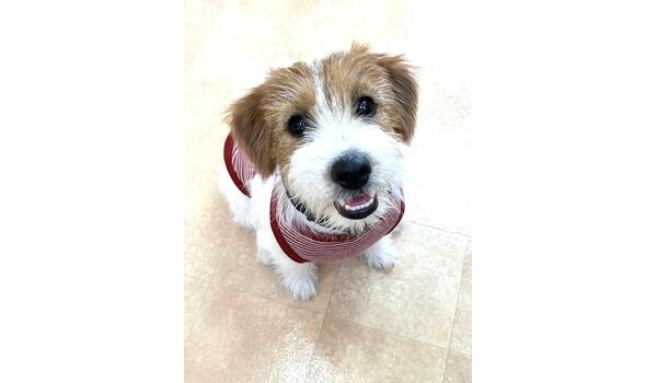 犬のしつけ教室・出張レッスン・無駄吠えの矯正レッスンを行うドッグスクールヴィッセの新入生です。　　～8月5日～