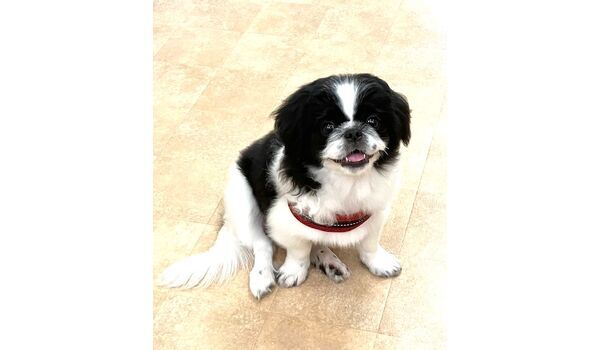 犬のしつけ教室・出張レッスン・無駄吠えの矯正レッスンを行うドッグスクールヴィッセの今日のわん子達。～8月26日～
