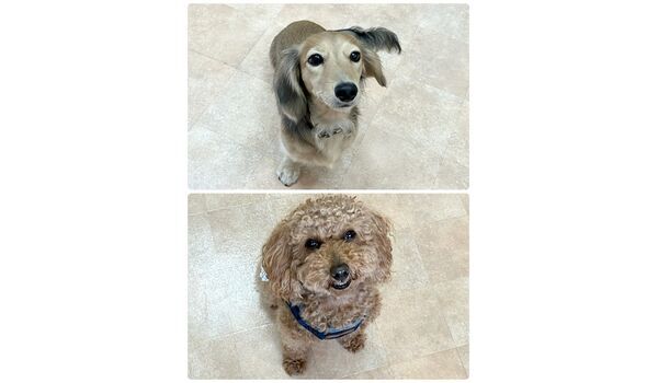 犬のしつけ教室・出張レッスン・無駄吠えの矯正レッスンを行うドッグスクールヴィッセの今日のわん子達。～8月30日～