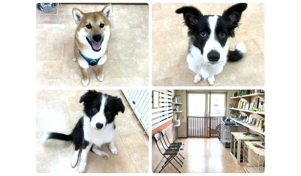 犬のしつけ教室・出張レッスン・無駄吠えの矯正レッスンを行うドッグスクールヴィッセの今日のわん子達。～8月31日～