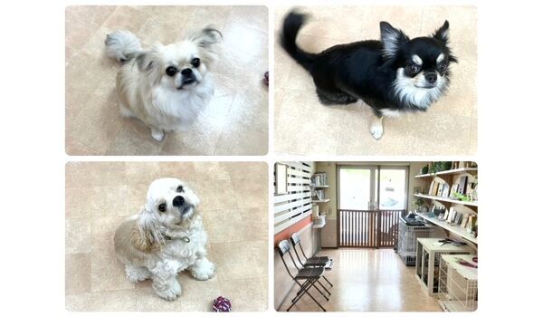 犬のしつけ教室・出張レッスン・無駄吠えの矯正レッスンを行うドッグスクールヴィッセの今日のわん子達。～9月1日～