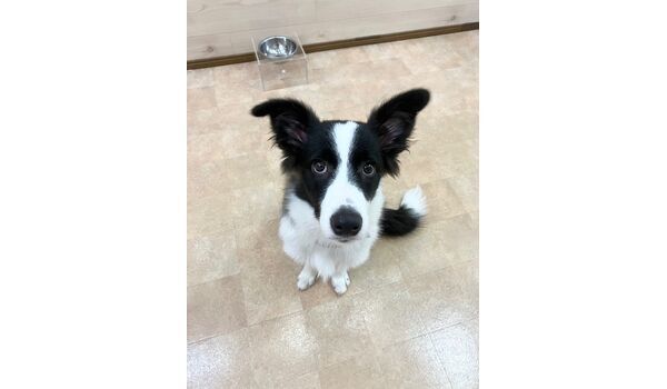 犬のしつけ教室・出張レッスン・無駄吠えの矯正レッスンを行うドッグスクールヴィッセの新入生です。　　～9月2日～