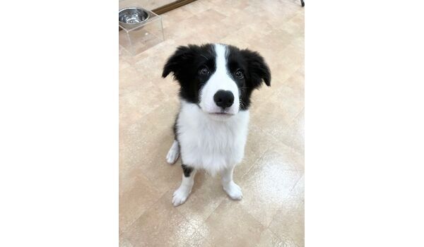 犬のしつけ教室・出張レッスン・無駄吠えの矯正レッスンを行うドッグスクールヴィッセの新入生です。　　～9月3日～
