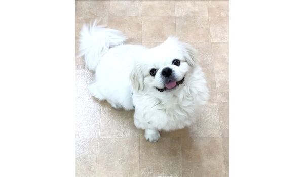 犬のしつけ教室・出張レッスン・無駄吠えの矯正レッスンを行うドッグスクールヴィッセの今日のわん子達。～9月16日～