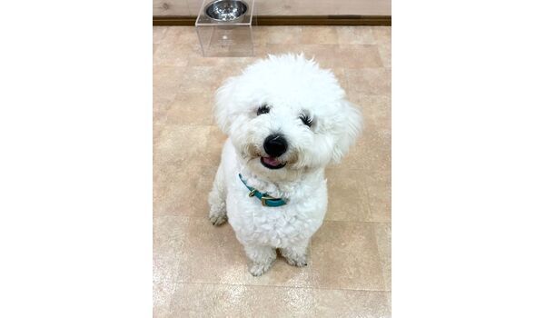 犬のしつけ教室・出張レッスン・無駄吠えの矯正レッスンを行うドッグスクールヴィッセの新入生です。　　～9月19日～