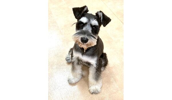 犬のしつけ教室・出張レッスン・無駄吠えの矯正レッスンを行うドッグスクールヴィッセの新入生です。　　～9月24日～