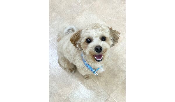 犬のしつけ教室・出張レッスン・無駄吠えの矯正レッスンを行うドッグスクールヴィッセの新入生です。～9月27日～