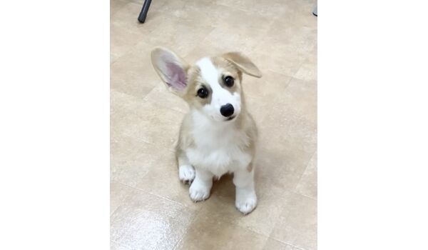 犬のしつけ教室・出張レッスン・無駄吠えの矯正レッスンを行うドッグスクールヴィッセの新入生です。　　～9月30日～