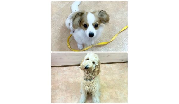 犬のしつけ教室・出張レッスン・無駄吠えの矯正レッスンを行うドッグスクールヴィッセの今日のわん子達。～10月3日～