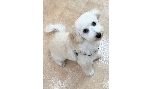 犬のしつけ教室・出張レッスン・無駄吠えの矯正レッスンを行うドッグスクールヴィッセの今日のわん子達。～10月5日～