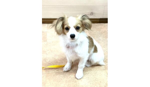 犬のしつけ教室・出張レッスン・無駄吠えの矯正レッスンを行うドッグスクールヴィッセの新入生です。　　～10月7日～