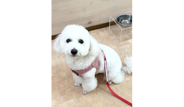 犬のしつけ教室・出張レッスン・無駄吠えの矯正レッスンを行うドッグスクールヴィッセの新入生です。　　～10月8日～